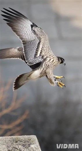 Cape Peninsula, urban breeding Peregrine Falcons Falco peregrinus