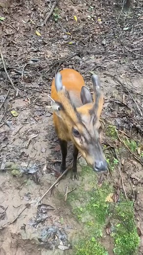 Barking deer sniffing #wildlife #animals #naturelovers #shortsvideos | Sailas Lalui