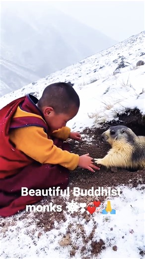 #beautiful #Buddhists#monks☸️❣️#tibet #new#shorts#🌸💞#viralvideo #love #song