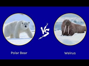 Polar Bear vs Walrus | The Arctic Showdow