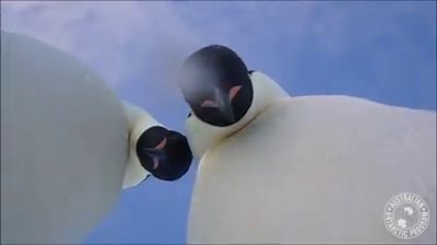For Emperor penguins, their selfies skills are on point 👍 (Courtesy of Australian Antarctic Division): http://bit.ly/2p5PRUS | 10News – ABC San Diego KGTV