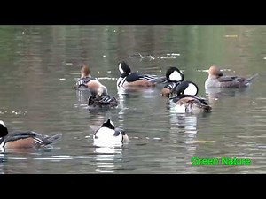 Hooded Mergansers (sound and video)