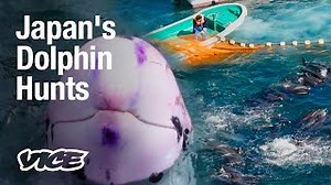 Inside Japan's Global Dolphin Trade | *Trigger Warning: Graphic Content*