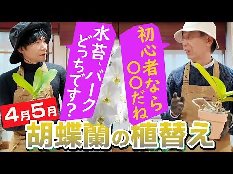 [Phalaenopsis] Common causes of failure and repotting