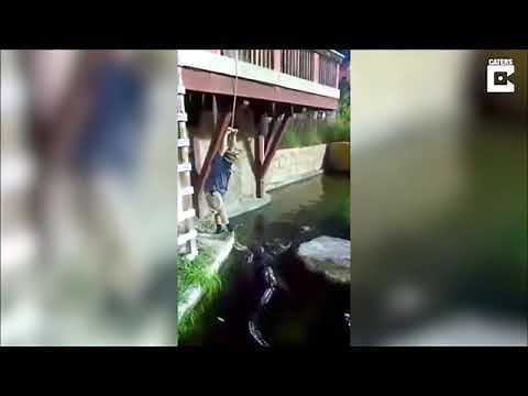 Guy falls into alligator pit full video
