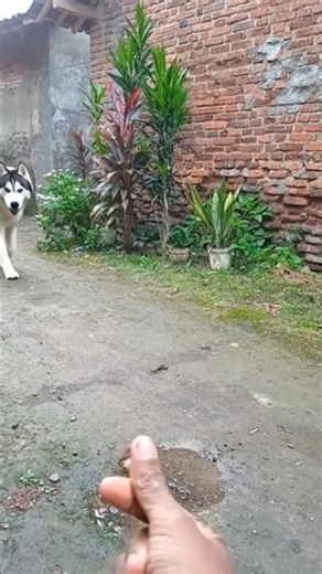 biggest dog #animals #dog