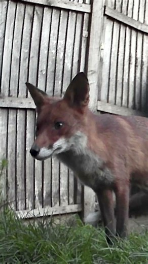 Baby Fox visiting the garden #wildlife #ouranimal