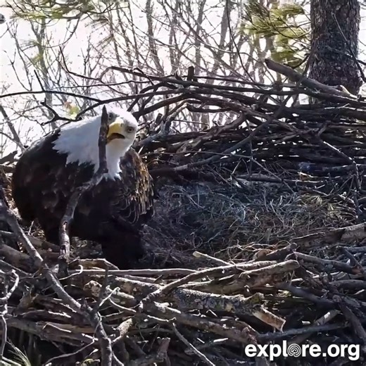When you've installed that one stick so incorrectly that there's no going back. Live footage from the new Trempealeau bald eagle cam. | explore.org