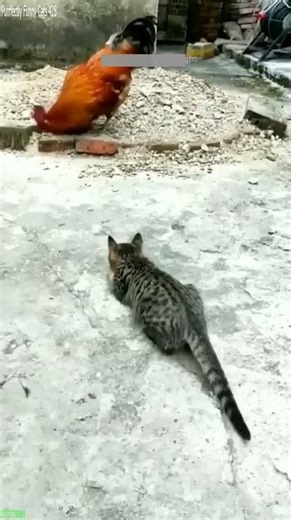 Funniest Cat ❤️ Kitten meowing 🥰 # #5437