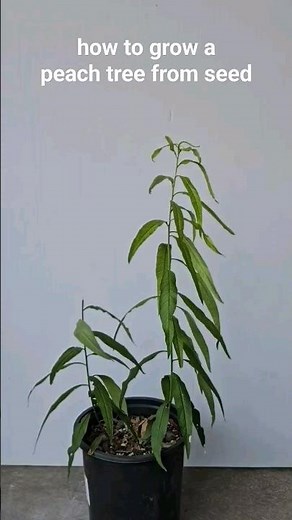 How to grow a peach tree from a peach pit