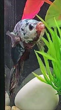 The Wild Bettas : Life of Wild Bettas #betta #bettafish #aquariumlife #aquaticlife #fishkeeping