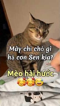 Mày chỉ chỉ chỏ chỏ gì hả con Sen kia? | Mèo hài hước 😅😅😅.