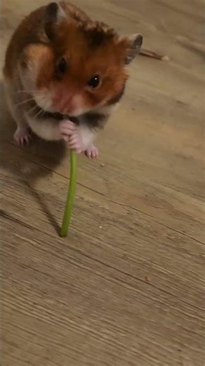 feeding my hamster dandelion