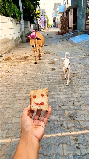 Golden Retriever & Calf Birthday Party! ✨ #shorts​ #animalfriendship​ #goldenretriever​
