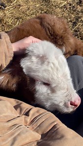 26K views · 677 reactions | Everyday is a good day to cuddle with a mini calf懶 | Midnight Mini Cattle Company | Facebook