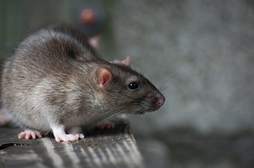 Que mange un rat : décryptage de l'alimentation du rongeur
