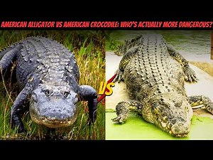American Alligator vs American Crocodile — Ultimate Florida Predator Showdown