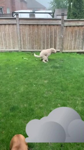 Dog Pooping in Hurricane: Unstoppable Nature's Call!