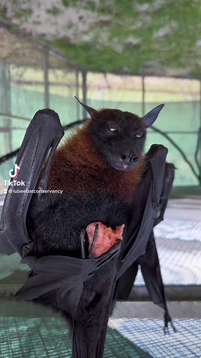 Melon Munchin’ with Mitzvah the Malayan Flying Fox! 🍉 🦇#bats #lubeebats #cute | Lubee Bat Conservancy