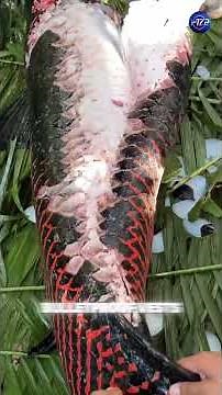 Catching a Giant Arapaima and Peeling Its Armor Like a Pro! #fishing