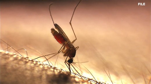 Verify: Harsh winters don't reduce summer mosquitoes, experts say