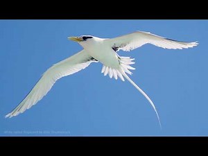 White-tailed Tropicbird