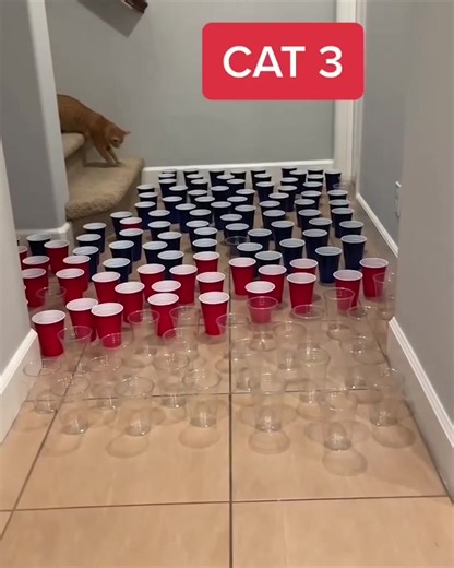 46K views · 737 reactions | Close up pictures of cats on Reels | Facebook