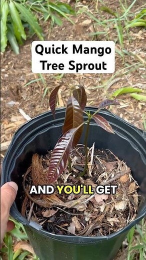 How to Sprout Seed Fast! (MANGO TREE)