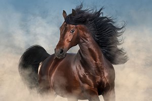 Filme cu cai - Top 15 filme despre cai de văzut în 2023