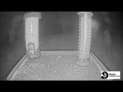 LIVE Birdfeeder camera in Devon - Birds and woodland wildlife