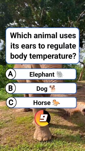 Which animal uses its ears to regulate body temperature? #shorts #usa #quiz