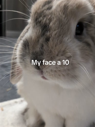 Bunny's Adorable TikTok Moment: A Cute Pet Showcase