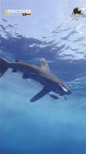 Beautiful Fish in the Ocean 🐠🌊 | Underwater Nature Wonder | Discover World