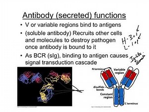 BCR and TCR Structure