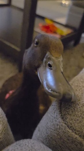 A very sleepy Krümel 😴 #ducklife #ducksofprovidence #petduck #duckadventures #ducks #exoticpets #duckeducation #duckmom #duckmomlife #petduckblog #duckblog | Ducks of Providence