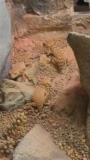 棘皮瘤尾守宮Centralian Rough Knob-tailed Gecko/Taipei Zoo