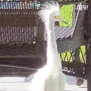 Who's up for a wild ride? | America's Funniest Home Videos