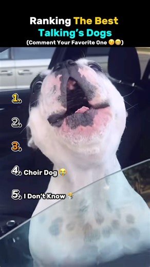 Ranking the best talking dogs! 🐶 #ranked #talkingdog #dog
