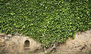 Gardening: How to remove ivy from brickwork and trees
