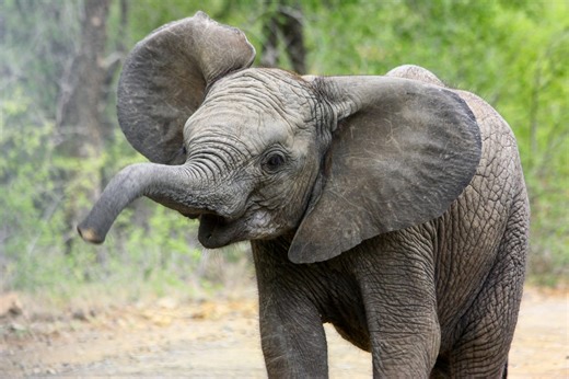 Baby Elephant Spots Butterfly and Maximum Cuteness Ensues