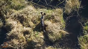 African Wild Dogs Vs Lechwe | Sto. Niño National High School - 303632
