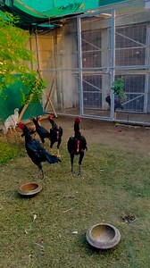 20K views · 356 reactions | Contact Me || 0341888846 ||. #Birdshelter #saqisaqi #saqiaseel #saqiaseelfarm #birdsshelterfarm #saqifarm | Bird's shelter | Facebook