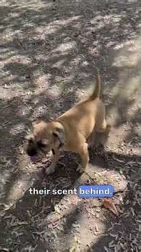 Why dogs kick the ground after pooping explained. #DogCommunication #DogBehaviour #dogbodylanguage