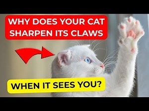 What Your Cat's Scratching REALLY Means