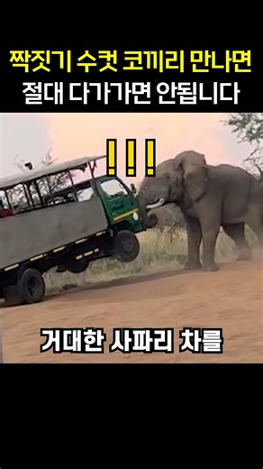 "It actually lifted this, shudder." The reason you should never approach a male elephant during m...