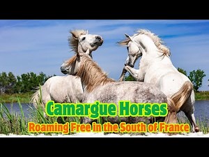 Camargue Horses ❤️ Roaming Free in the South of France