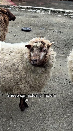 This is why sheep are actually incredibly smart