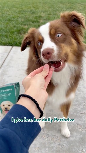 At Petthrive, we believe in helping every dog stay active, curious, and ready to explore the world by your side. Comfort isn’t just about staying home, it’s about staying with you. ✨ Empower their journey. #Petthrive | Petthrive | Facebook