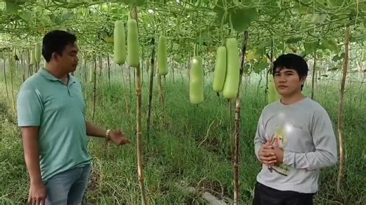 Dahil sa FARM-READY GRAFTED MAYUMI, pataas ng pataas ang ani ni Ka-Farmer Gabby Retuya ng Alcala, Pangasinan! Maaari po kayong tumawag sa aming hotline 0917-5435189 para sa inyong mga orders. Available din po ang aming mga seedlings sa GAB FARM. #FarmReady #GraftedSeedlings #GraftedMayumi #MayumiUpo #EastWestSeed | Farm-Ready GG Seedling Corporation