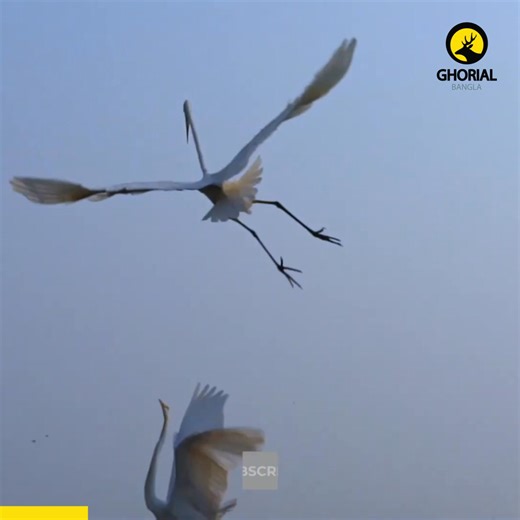 The Rebirth of Mangalajodi — মঙ্গলাজোড়ির পুনর্জন্ম: এক জলাভূমির জীবনরক্ষা ও ঐতিহ্যের গল্প একটি গ্রামের নাম শুনেই যদি মনে হয় সেখানে প্রকৃতি নিজেই আশ্রয় নিয়েছে, তাহলে আপনি মঙ্গলাজোড়ির কথা ভাবছেন। ভারতের ওড়িশা রাজ্যের চিলিকা লেগুনের উত্তর-পশ্চিম প্রান্তে অবস্থিত এই গ্রামটি এক সময় ছিল পাখি শিকারের জন্য কুখ্যাত। অথচ আজ, সেই একই স্থান বিশ্বের অন্যতম গুরুত্বপূর্ণ পাখি অভয়ারণ্যে পরিণত হয়েছে। প্রতি শীতকালে আইসল্যান্ড, মধ্য এশিয়া ও সাইবেরিয়া থেকে হাজার হাজার পরিযায়ী পাখি—যেমন ব্ল্যাক-টেইলড গডউই